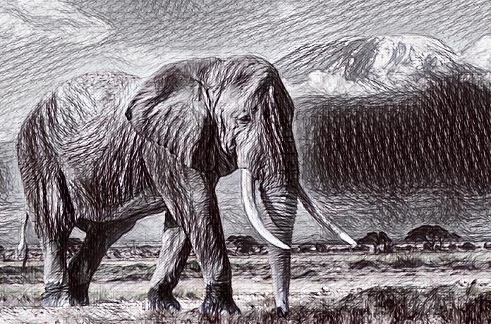 Filler Hakkında Bilgiler