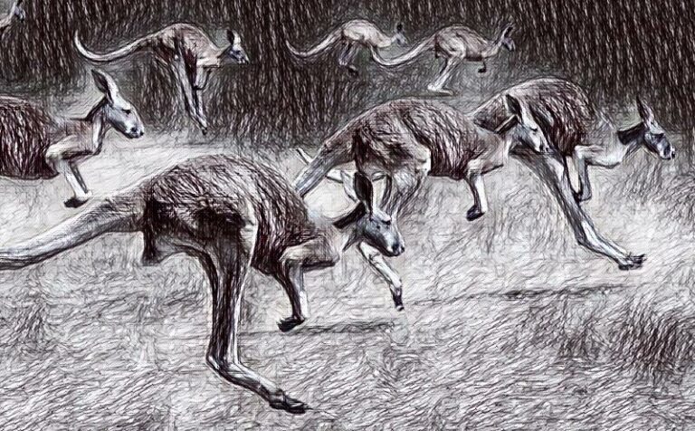 Kangurular Hakkında Bilgiler