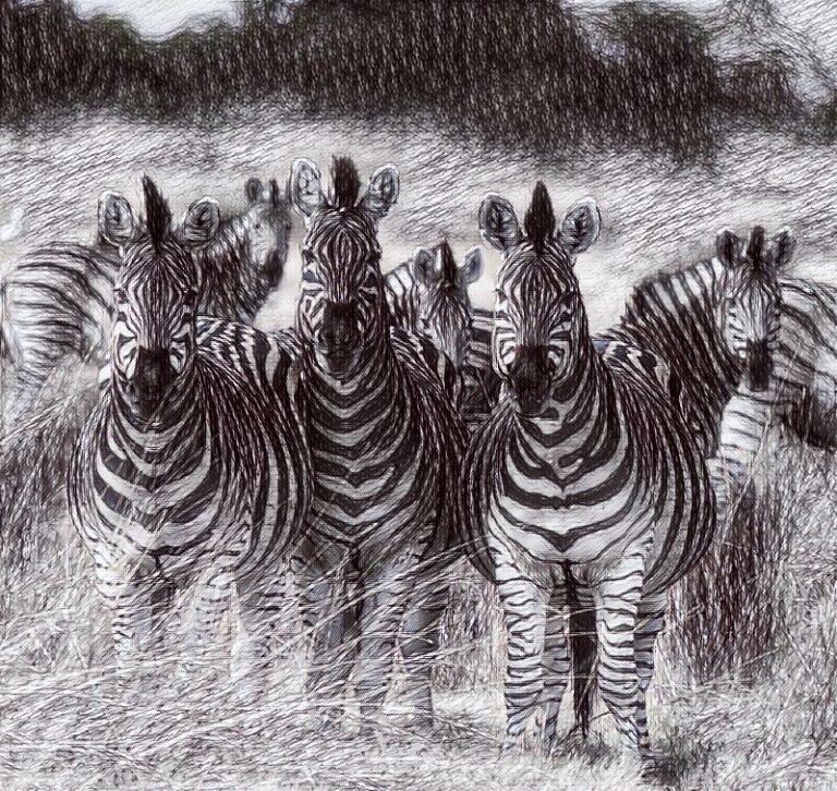 Zebralar Hakkında Bilgiler