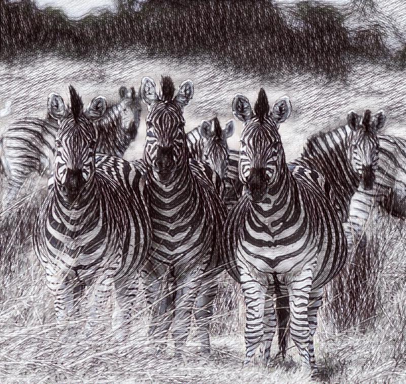 Zebralar Hakkında Bilgiler