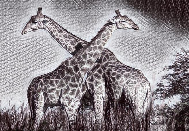 Zürafalar Hakkında Bilgiler