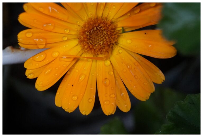 Guzel-Fotograflar-Cektigim-Resimler-Kadranimdakiler-V120920221450-N52