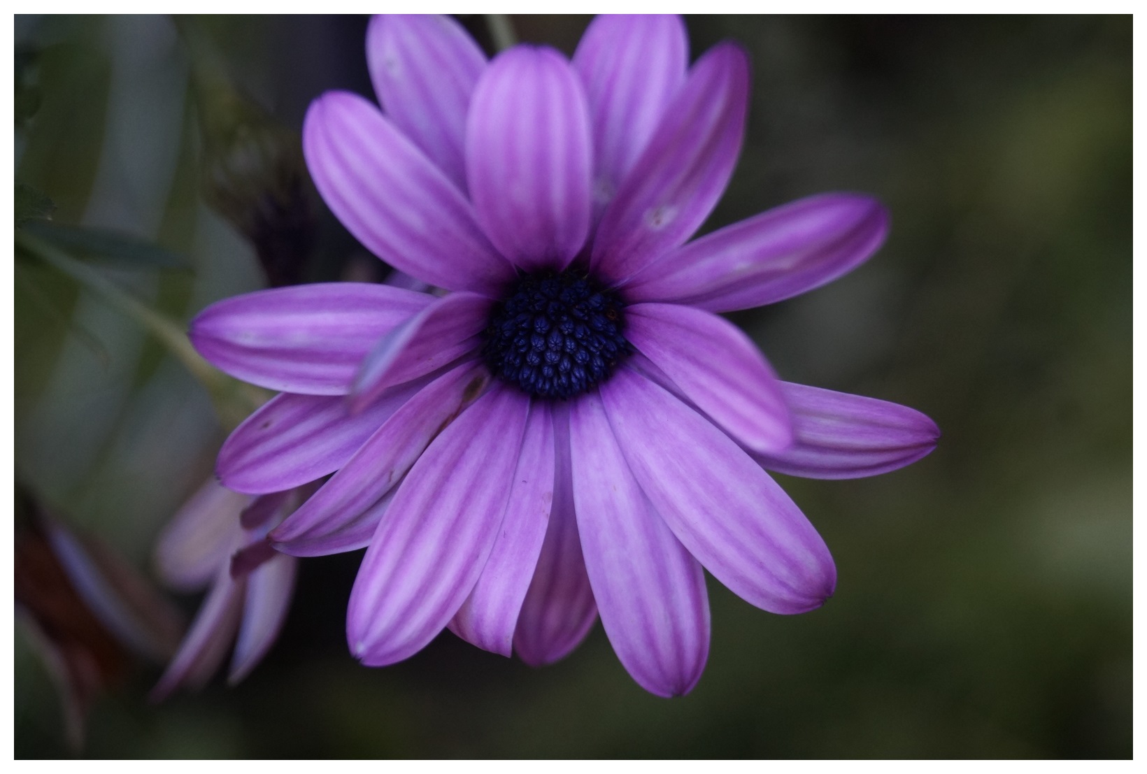 Yeni Gül ve Çiçek Resimleri | Flowers | Blumen | V230920220512P2