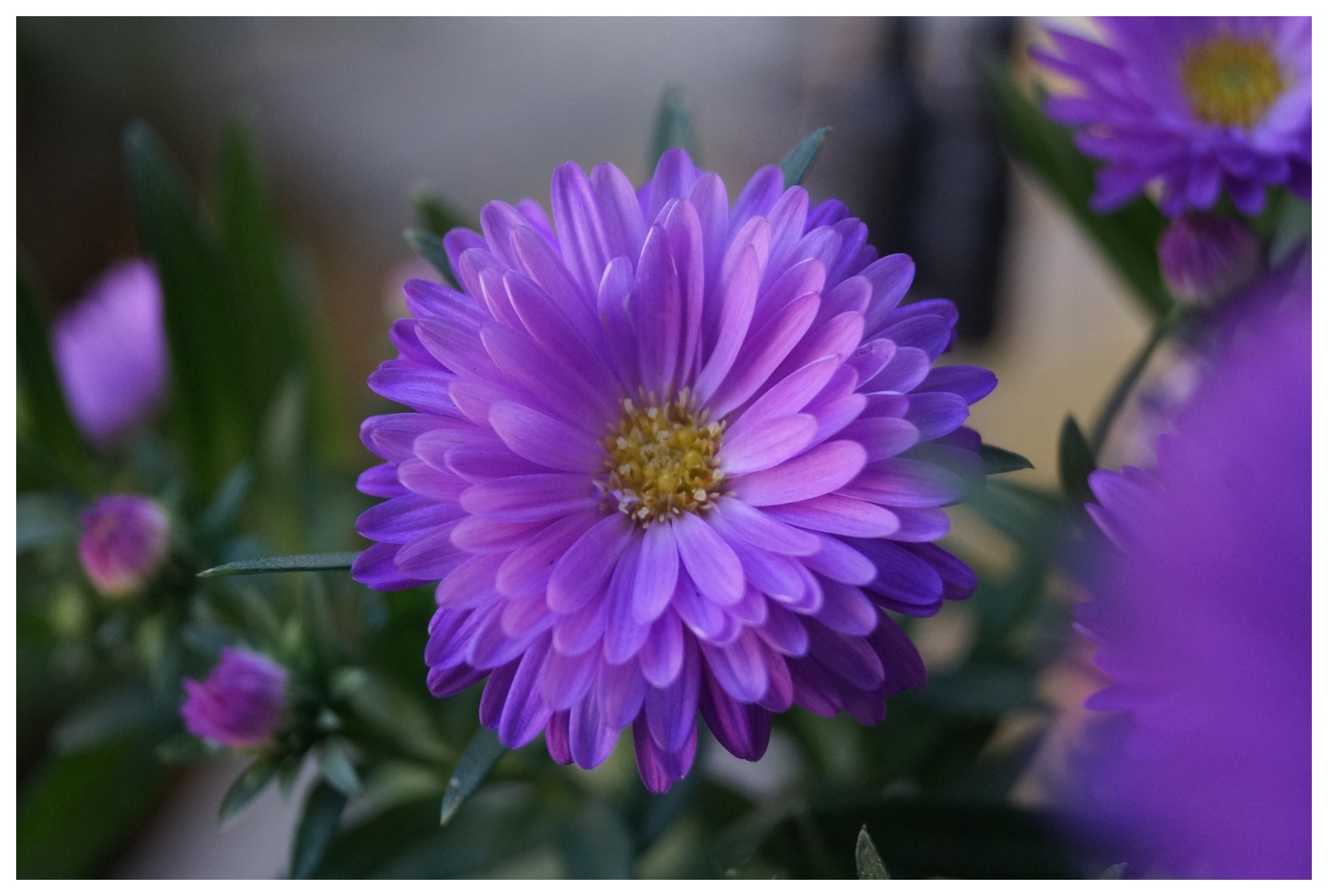 Yeni Gül ve Çiçek Resimleri | Flowers | Blumen | V230920220512