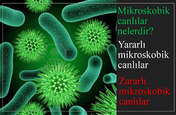 Mikroskobik canlılar nelerdir? Yararlı mikroskobik canlılar – Zararlı mikroskobik canlılar