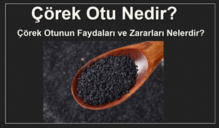 Çörek-Otu-Nedir-Çörek-Otunun-Faydaları-ve-Zararları-Nelerdir
