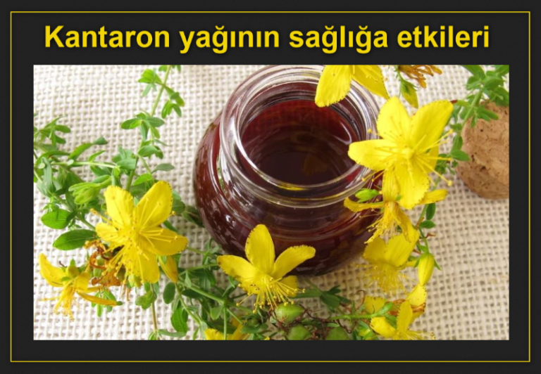 Kantaron yağının sağlığa etkileri