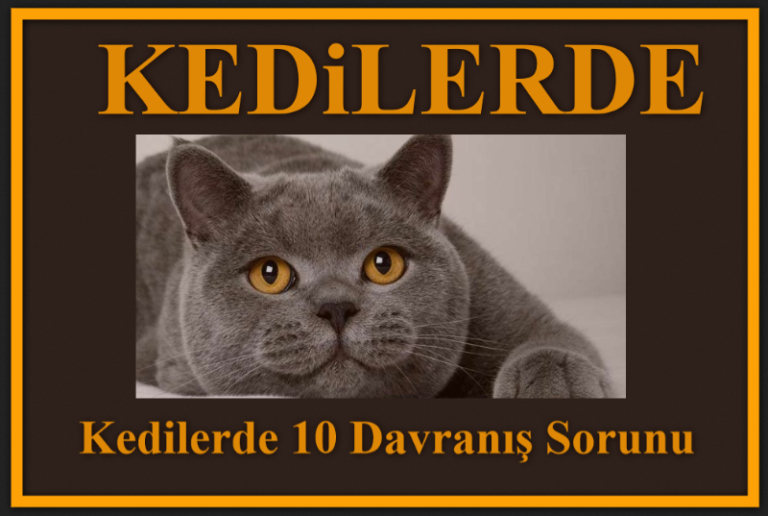 Kedilerde 10 davranış sorunu