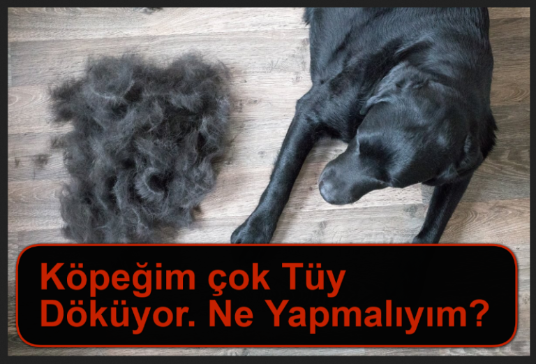 Köpeğim çok tüy döküyor. Ne yapmalıyım