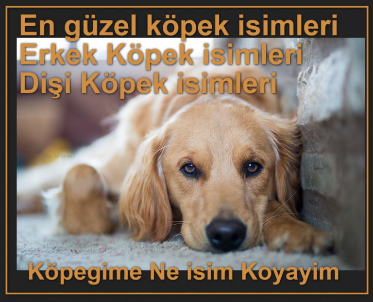 Köpegime Ne isim Koyayim