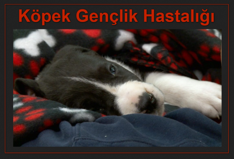 Köpek Gençlik Hastalığı