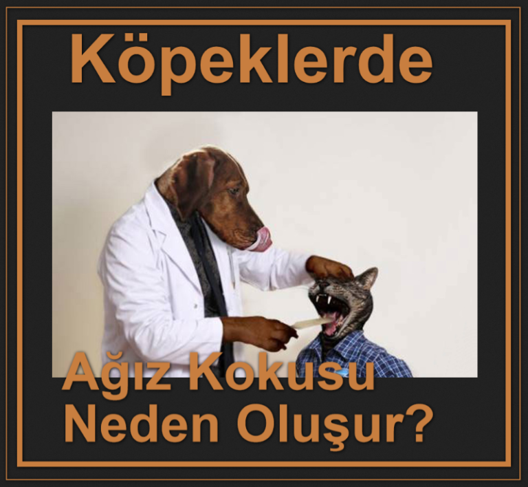 Köpeklerde Ağız Kokusu Neden Oluşur