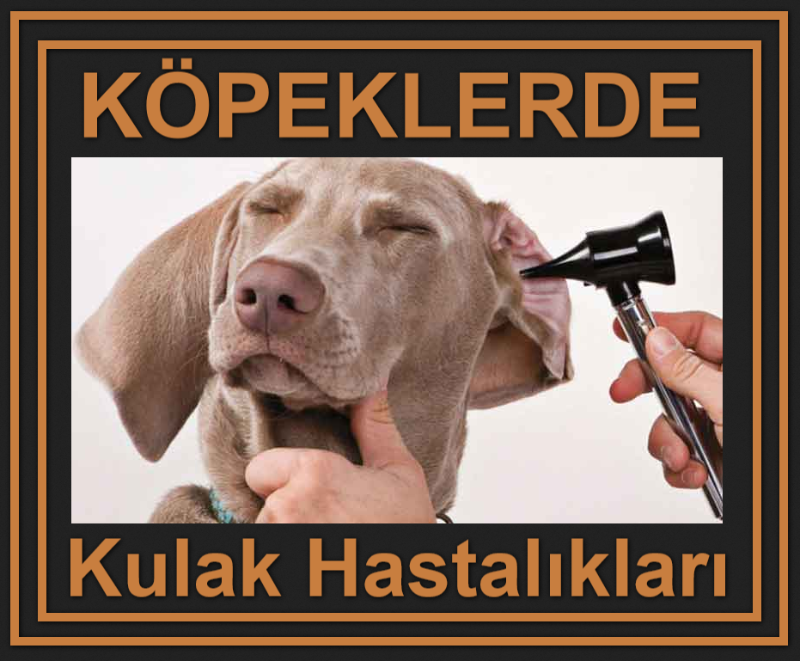 Köpeklerde Kulak Hastalıkları