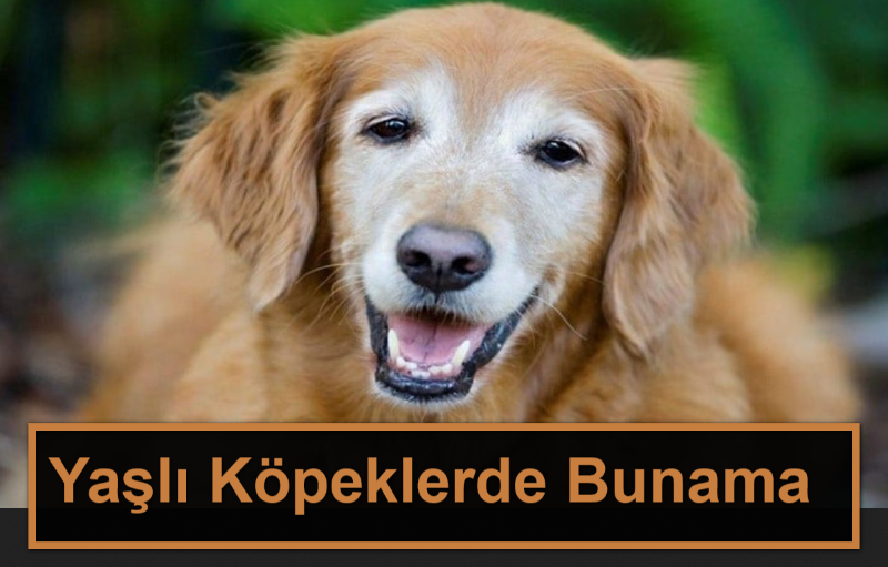 Yaşlı Köpeklerde Bunama