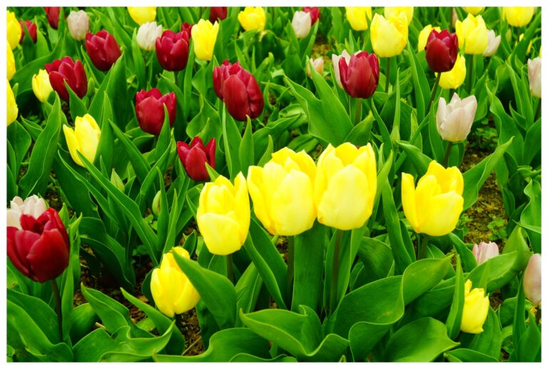 Fotograf-Makinemin-Kadranindakiler-Karisik-Guzel-Resimler-V130420230545-N104