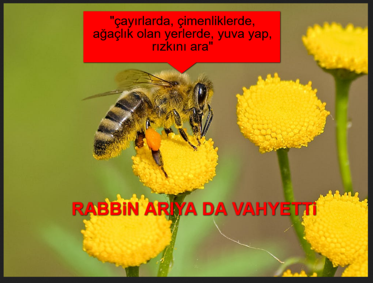Rabbin Bal Arısına Vahyetti