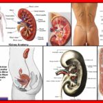 Bosaltim-Sistemi-Anatomisi-Uriner-Anatomi-V100920231435-N1