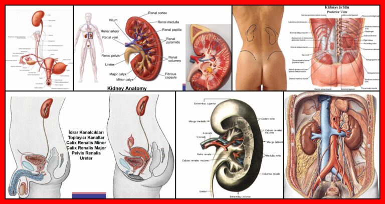 Bosaltim-Sistemi-Anatomisi-Uriner-Anatomi-V100920231435-N1