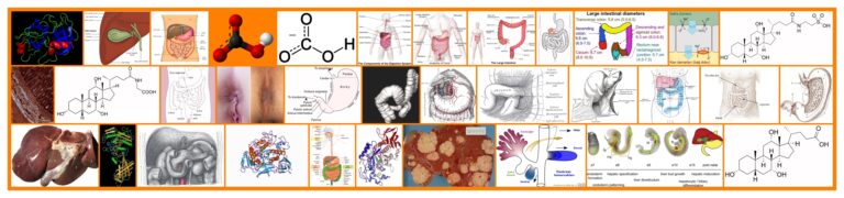 Sindirim Sistemi Anatomisi
