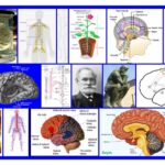Sinir Sistemi Anatomisi