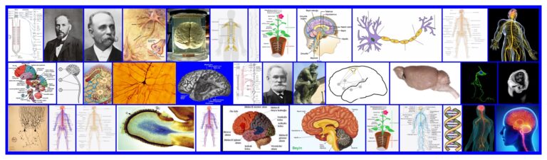 Sinir Sistemi Anatomisi