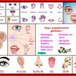 5 duyu organımız Kolaj Resim-V011020231435-N1