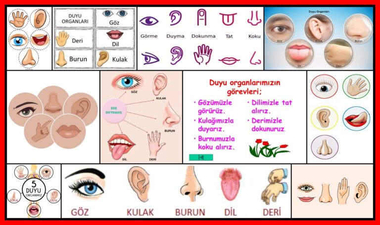 5 duyu organımız Kolaj Resim-V011020231435-N1