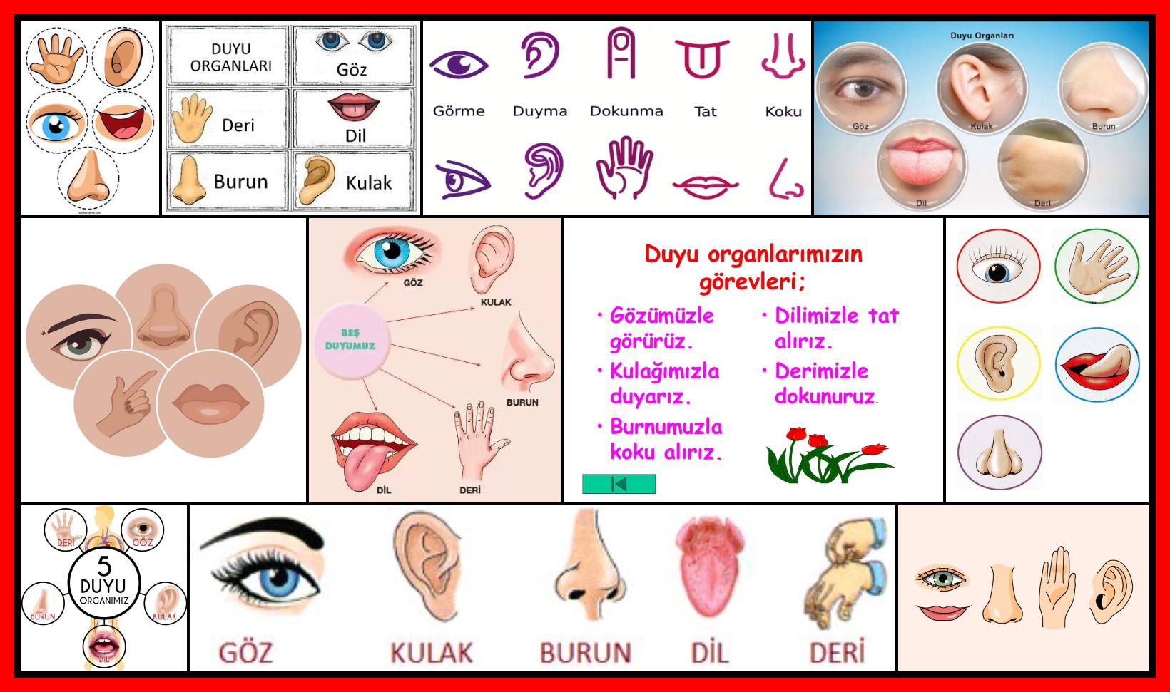 Duyu Organları Nelerdir? 5 Duyu Organımız ve Görevleri