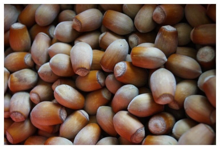 Kabuklu Fındık Görseli