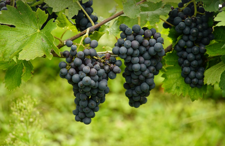 irem ve Üzüm Baglari