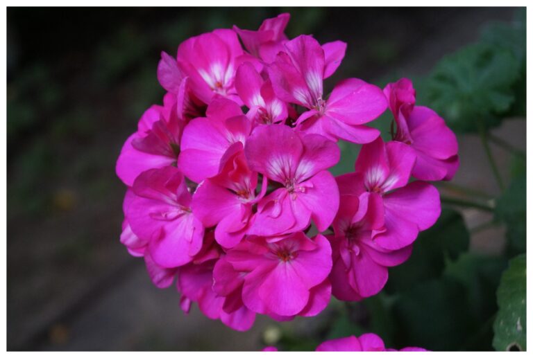 Çiçek ve Gül Resimleri - Flowers - Blumen V190820250047-N41