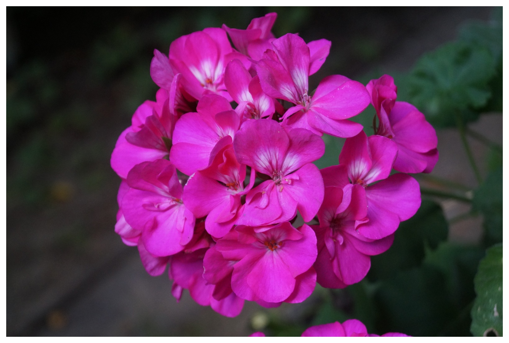 Çiçek Resimleri – Çiçek Fotoğrafları – Ücretsiz İndir – Flower Free Download V190820250047