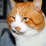 Kedi Resimi