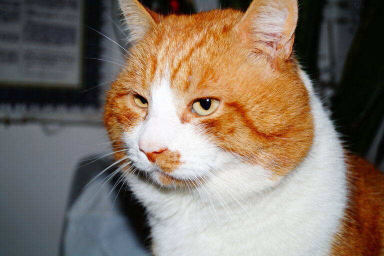 Kedi Resimi