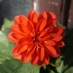 Dahlien Çiçeği  V270520261134-N2