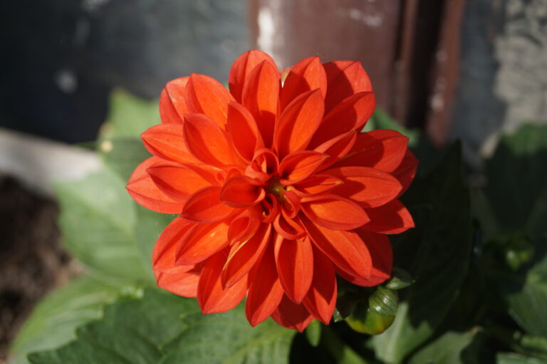 Dahlien Çiçeği  V270520261134-N2
