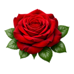 PNG Gül Resimi Rose  V080620261534-N1
